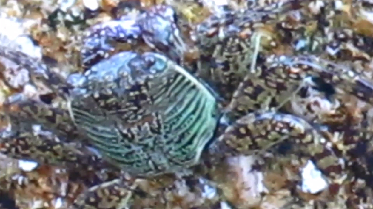 fieldrecording videomix 001